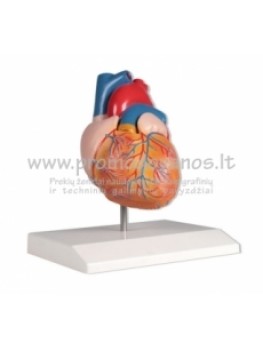 Anatominiai modeliai, muliažai-en