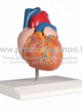 Anatominiai modeliai, muliažai